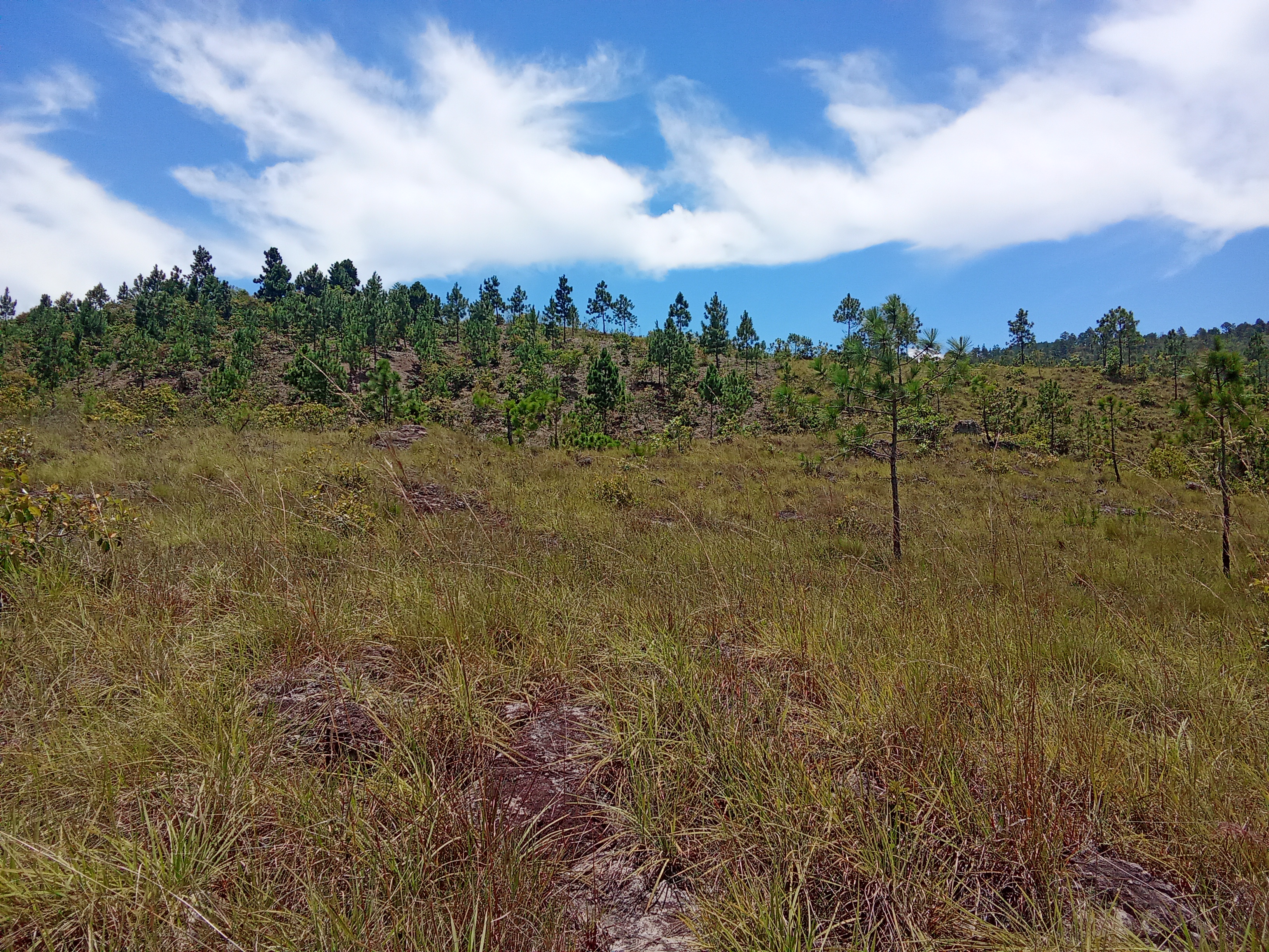 Venta de 7.8 mzn de terreno
